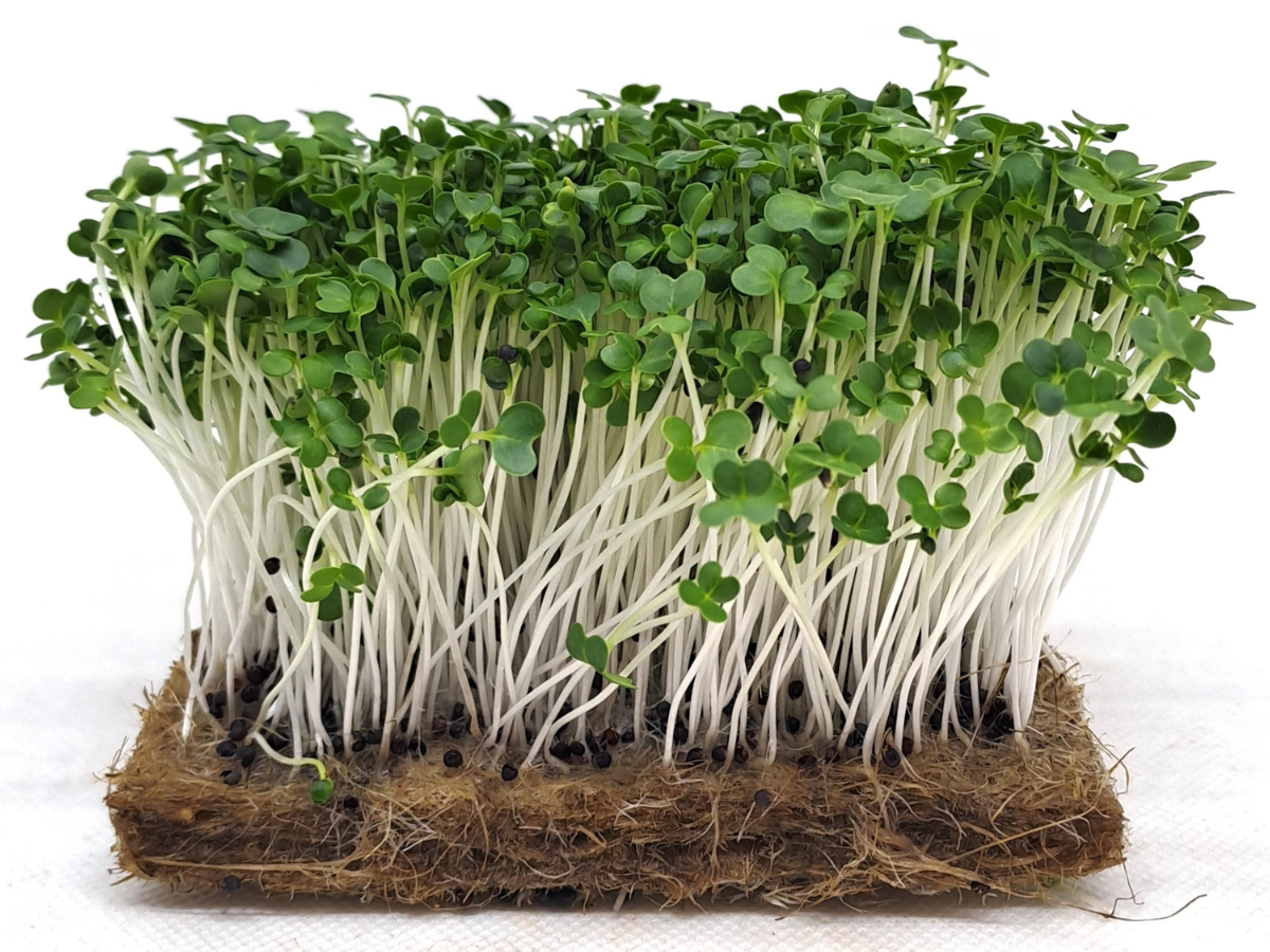 pak choi zelene microgreens